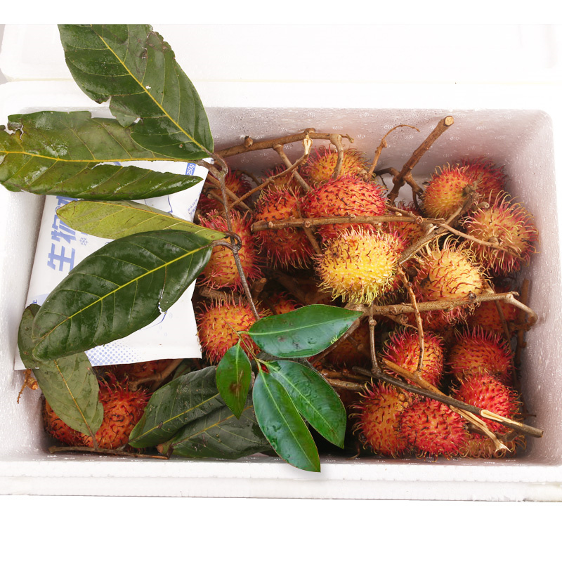 红毛丹 (11).jpg